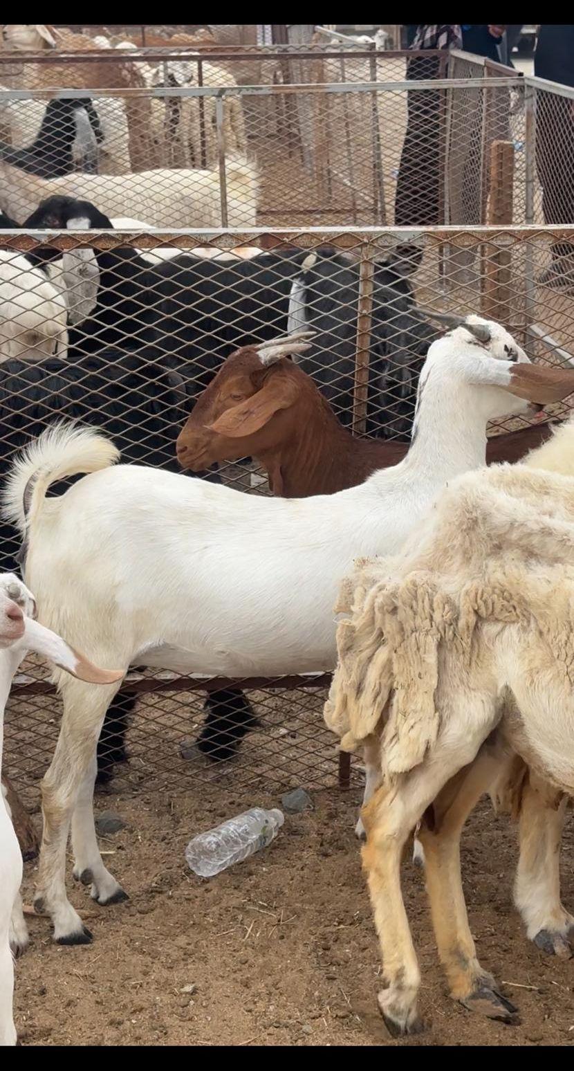 طليان نعيمي ونجدي