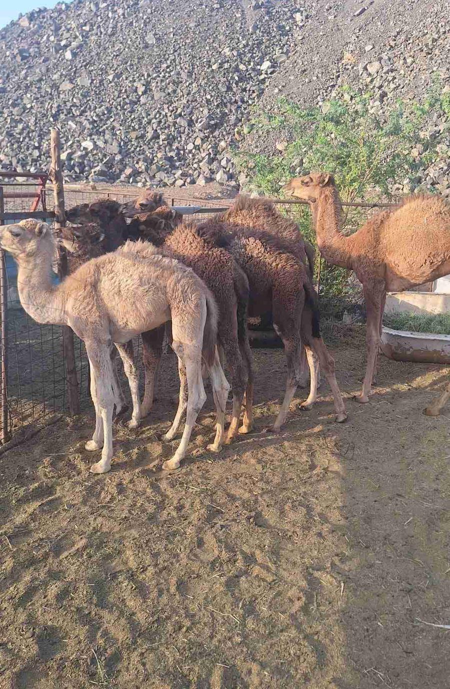 حشو المدينه العدد