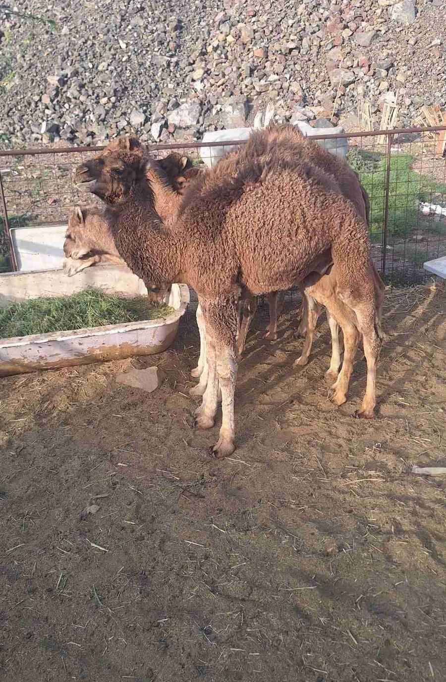 حشو المدينه العدد