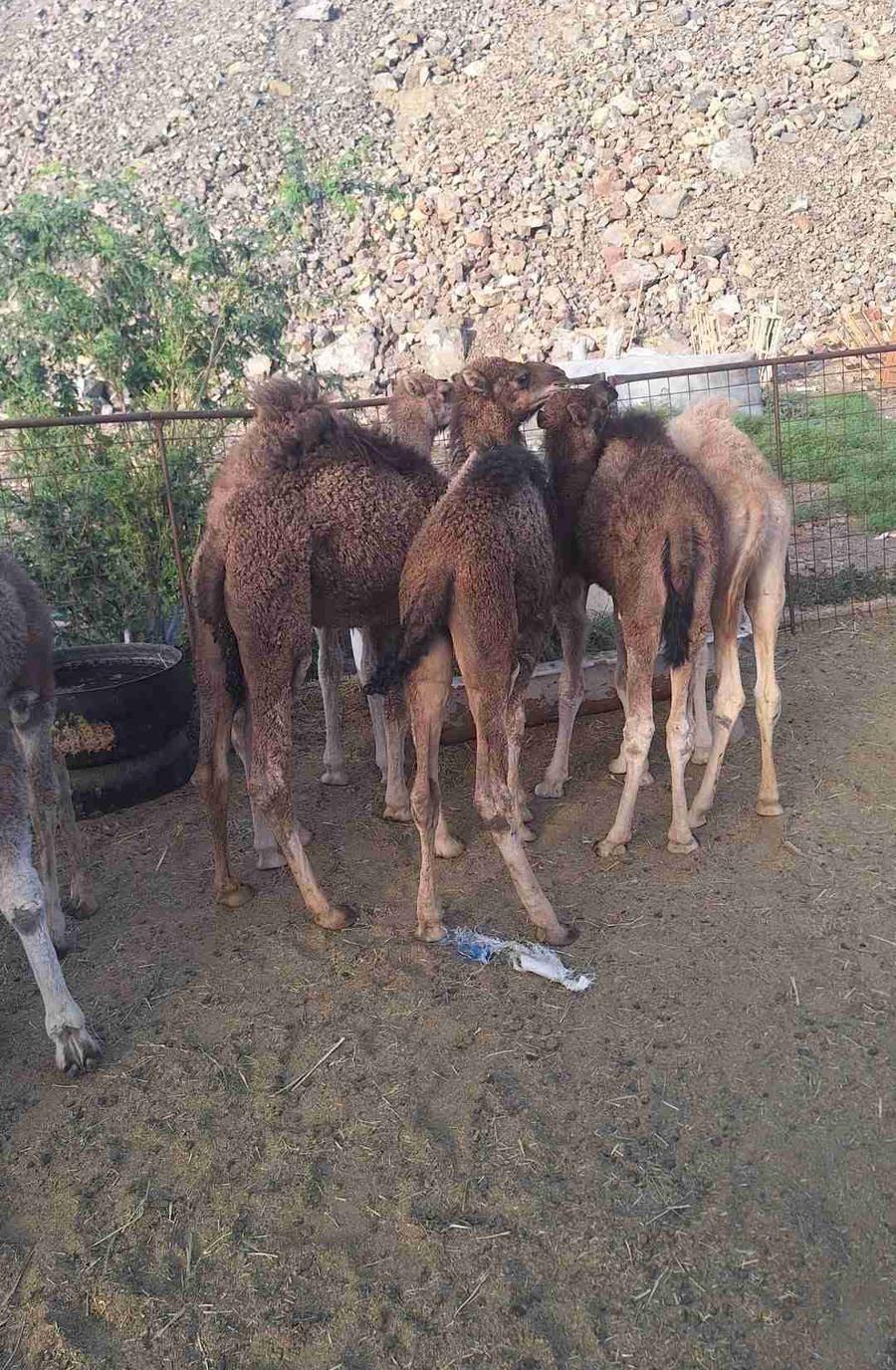 حشو المدينه العدد