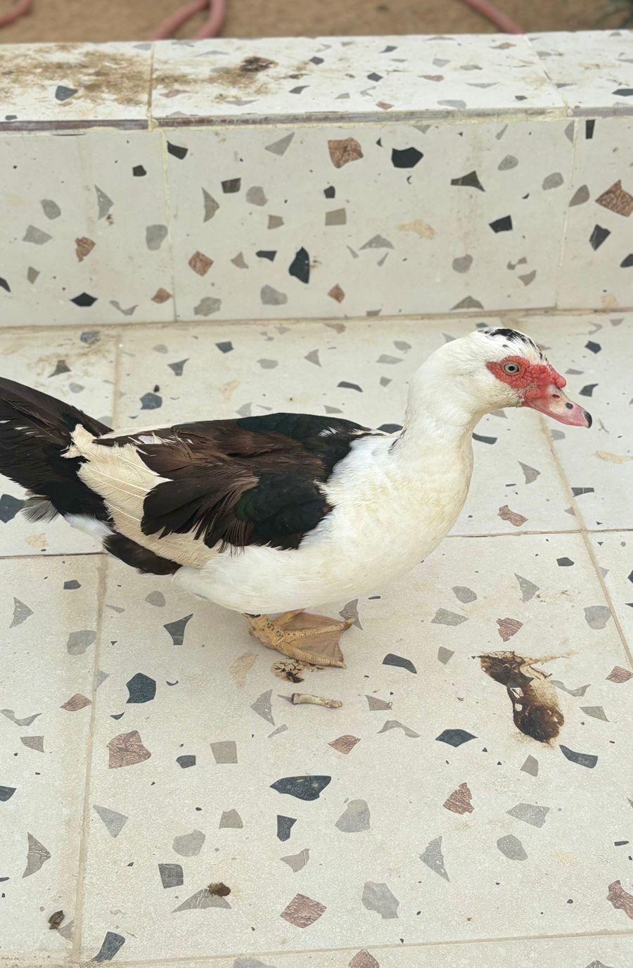 جدة