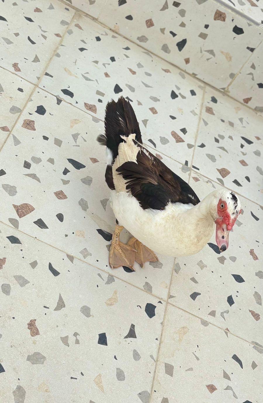 جدة