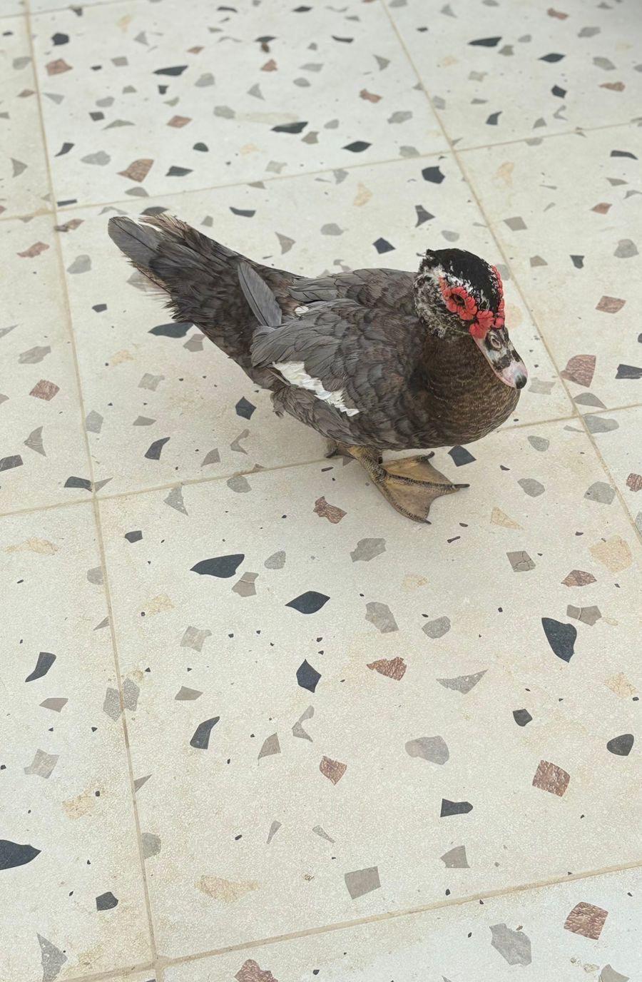 جدة