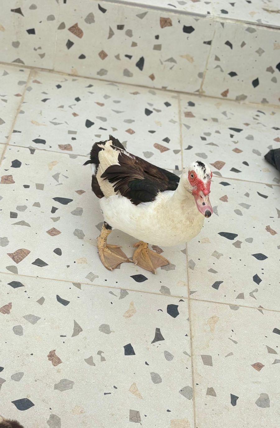 جدة