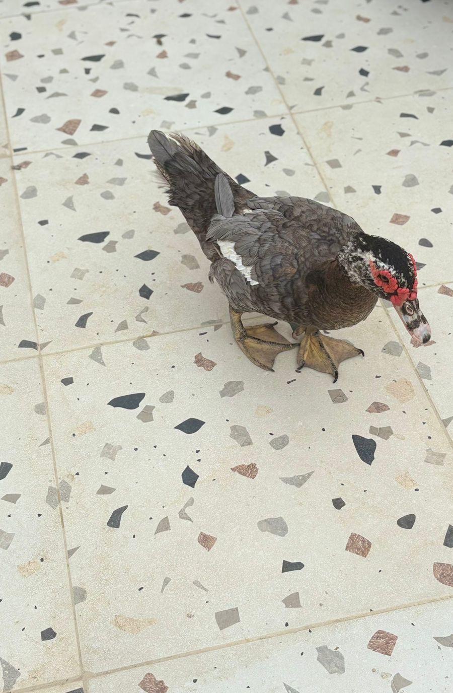 جدة