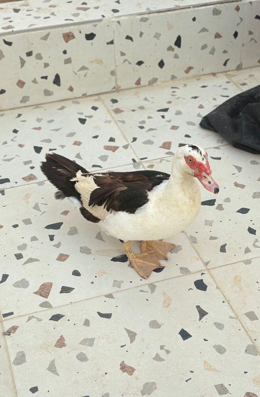 جدة