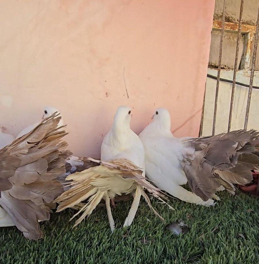 حمام رقاصي هولندي