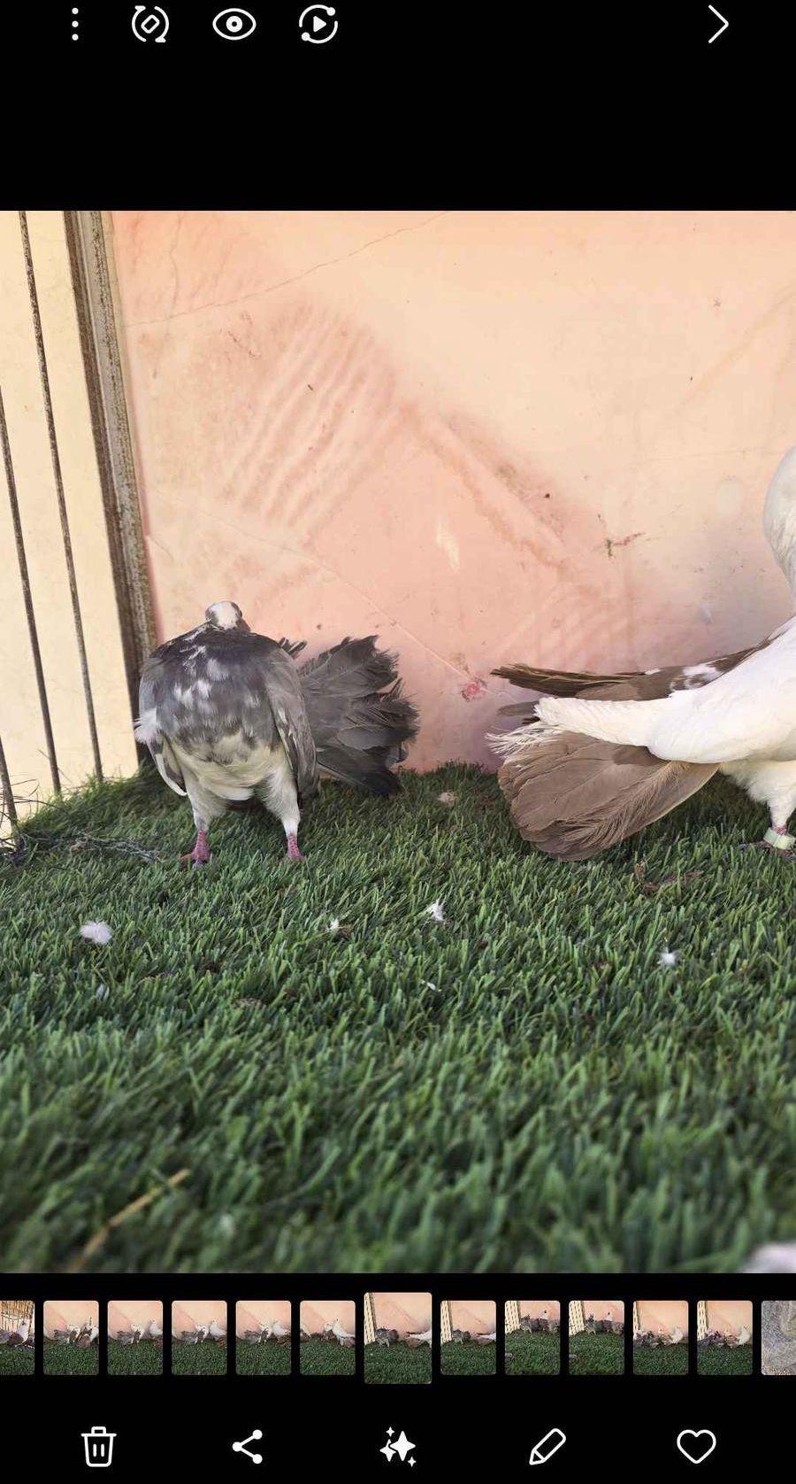 حمام رقاصي هولندي