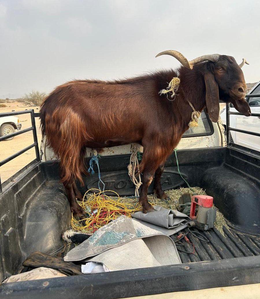 تيس شامي ممتاز