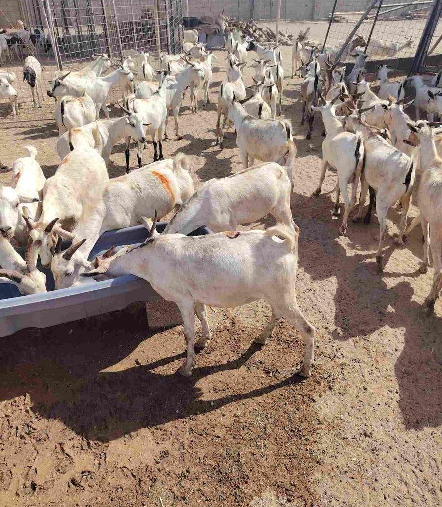 برابر وتيوس صوماليه