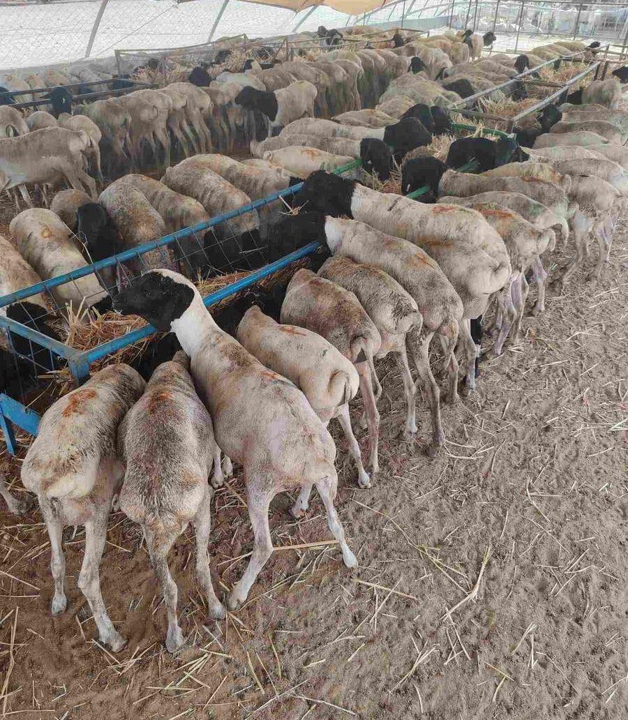 برابر وتيوس صوماليه