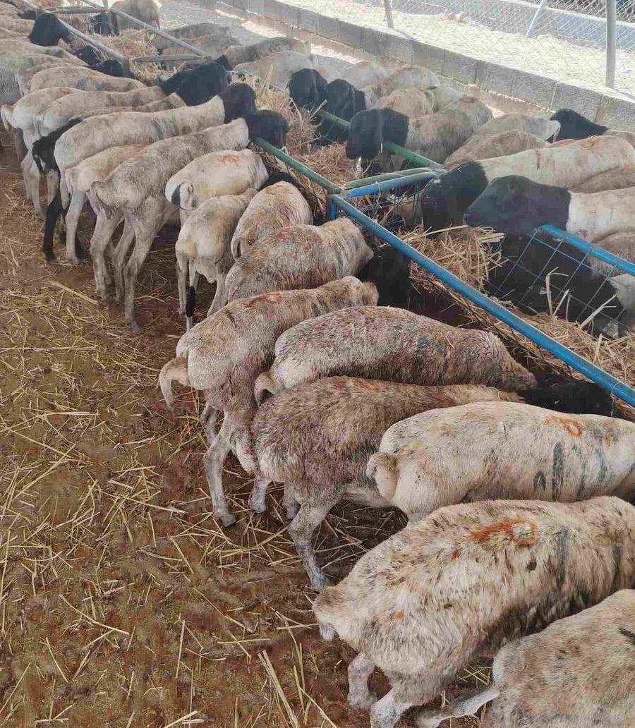 برابر وتيوس صوماليه