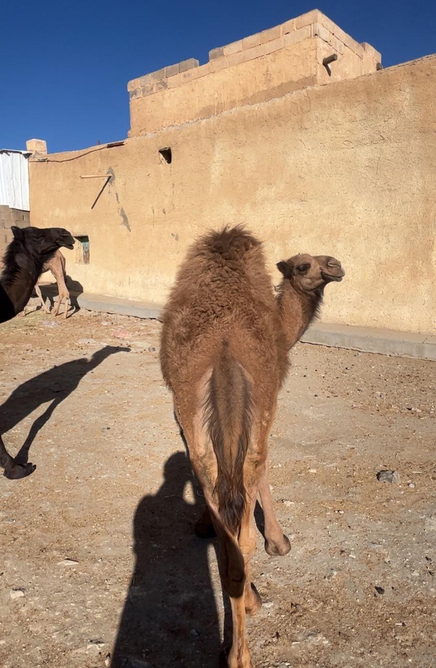 قعود