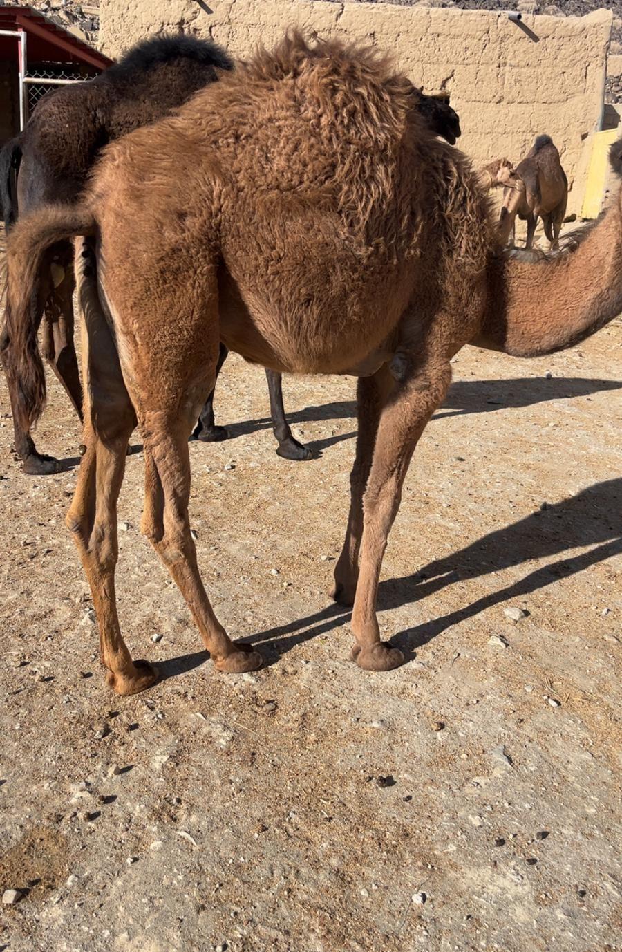 قعود
