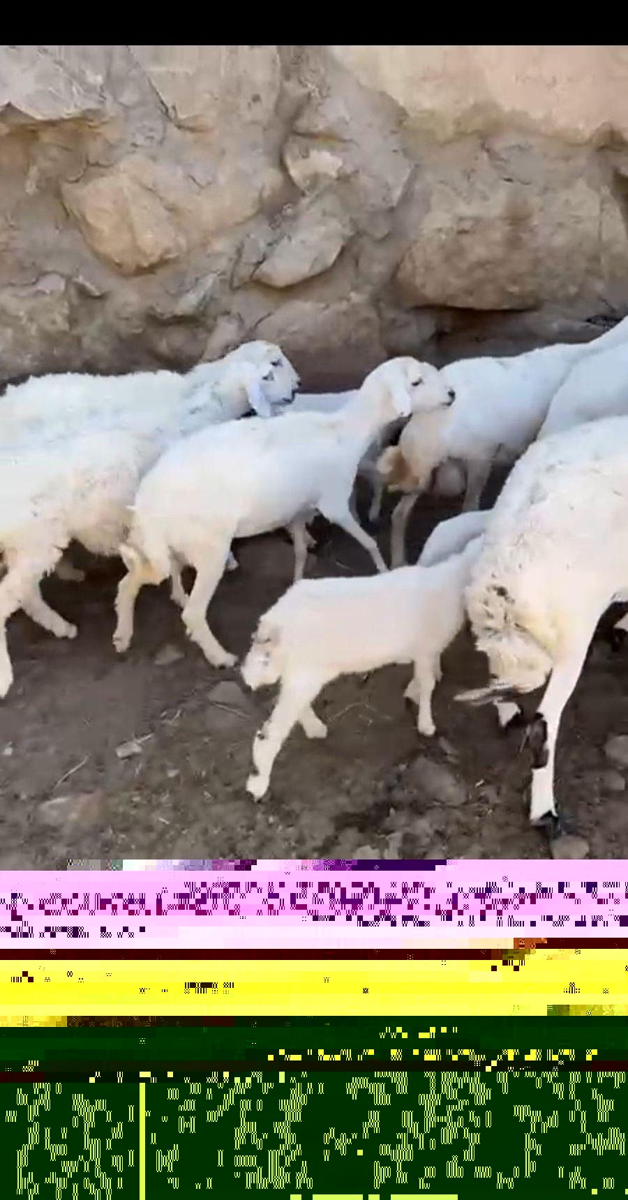 ضان حريه كفو