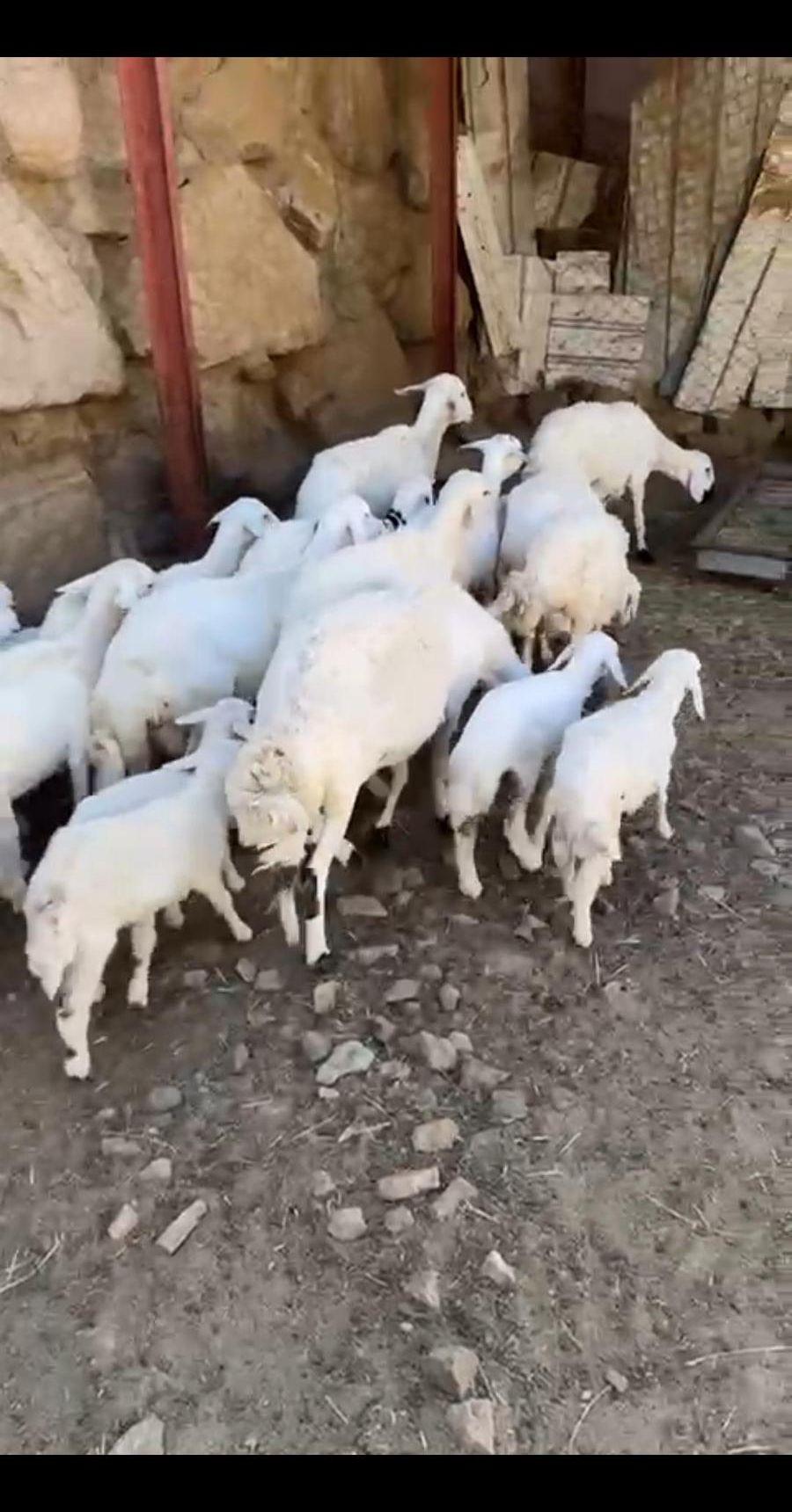 ضان حريه كفو