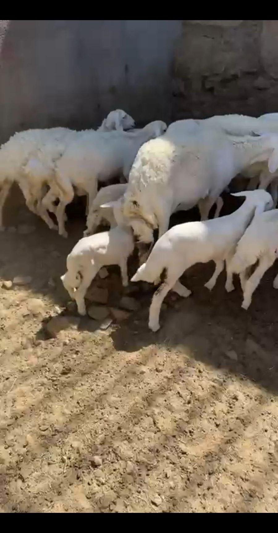ضان حريه كفو
