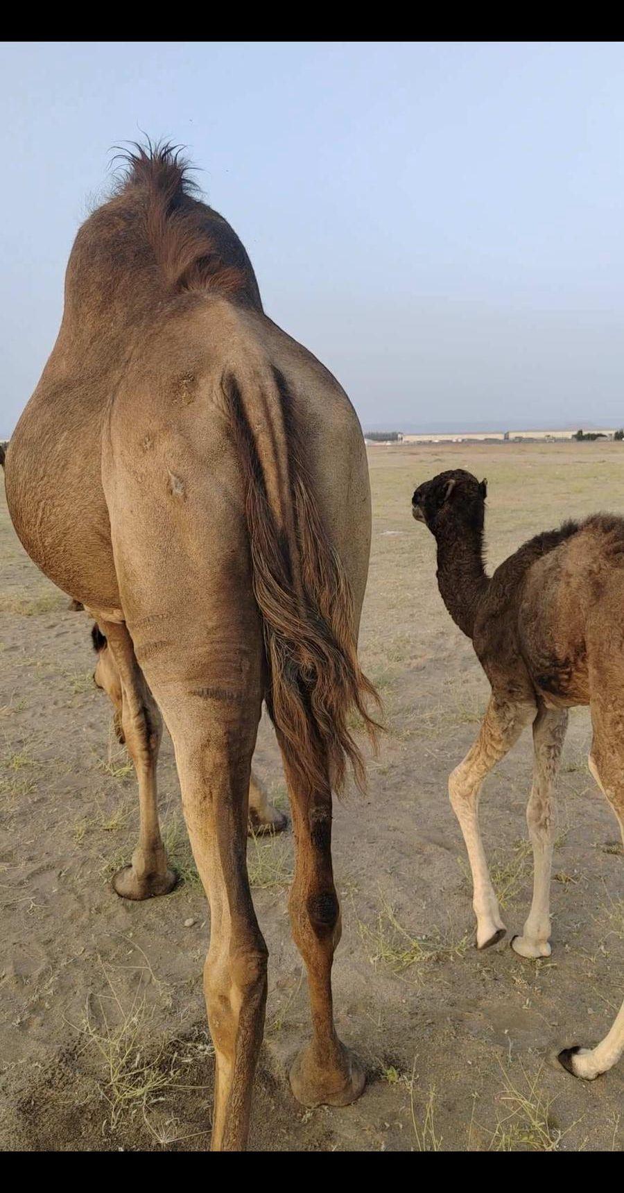 ناقة ساحلية خلفة