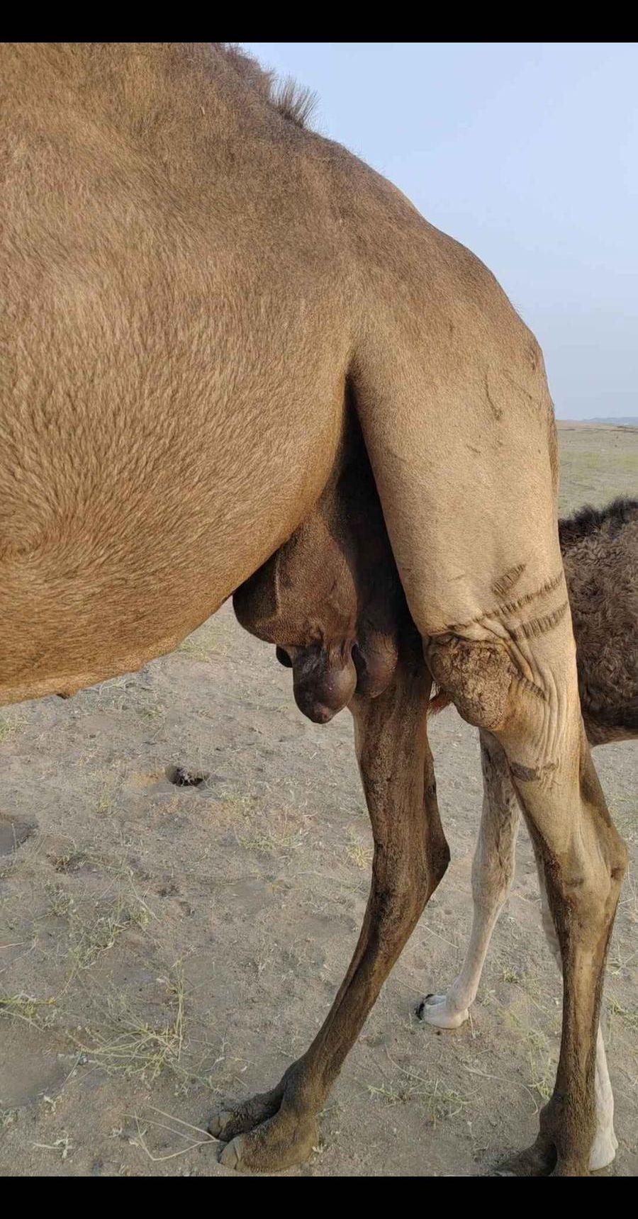 ناقة ساحلية خلفة