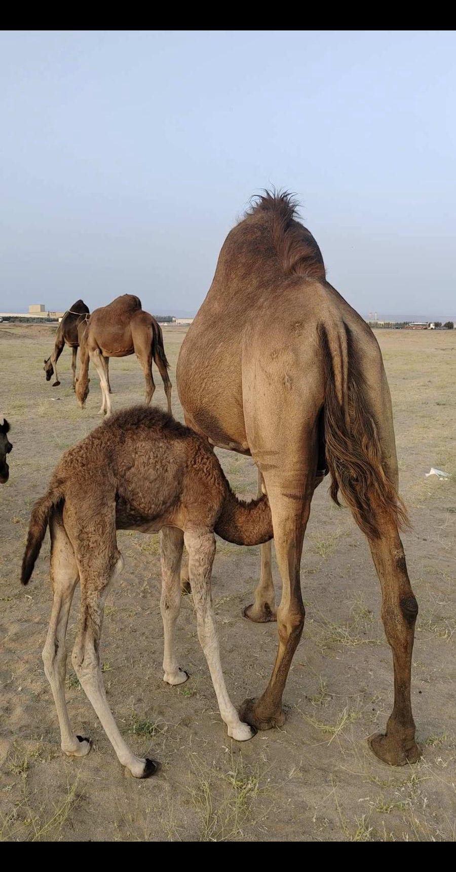 ناقة ساحلية خلفة
