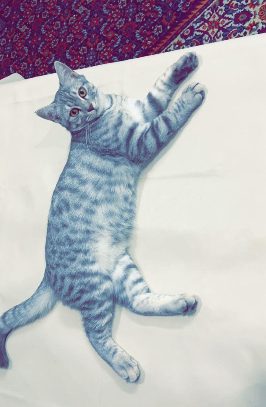 قط مفقود
