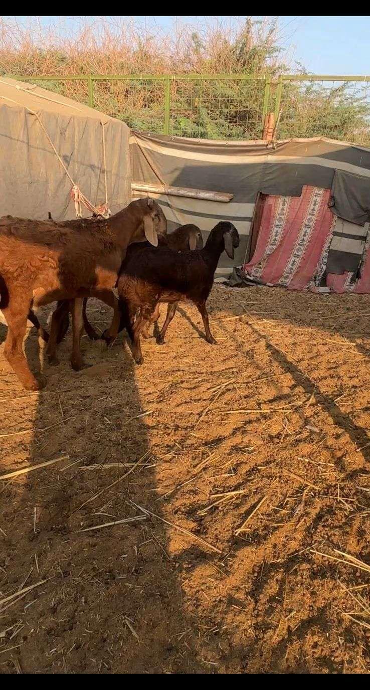 رخال سواكن حمريه