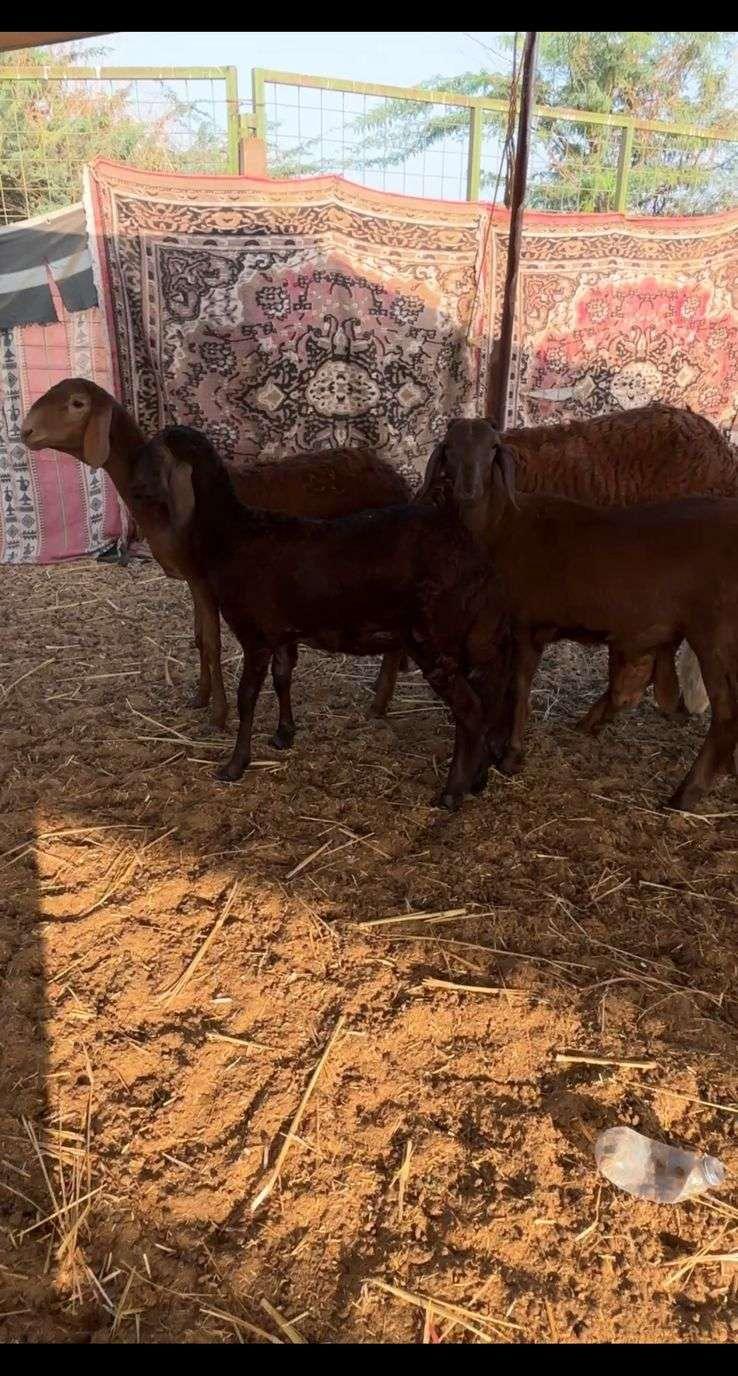 رخال سواكن حمريه