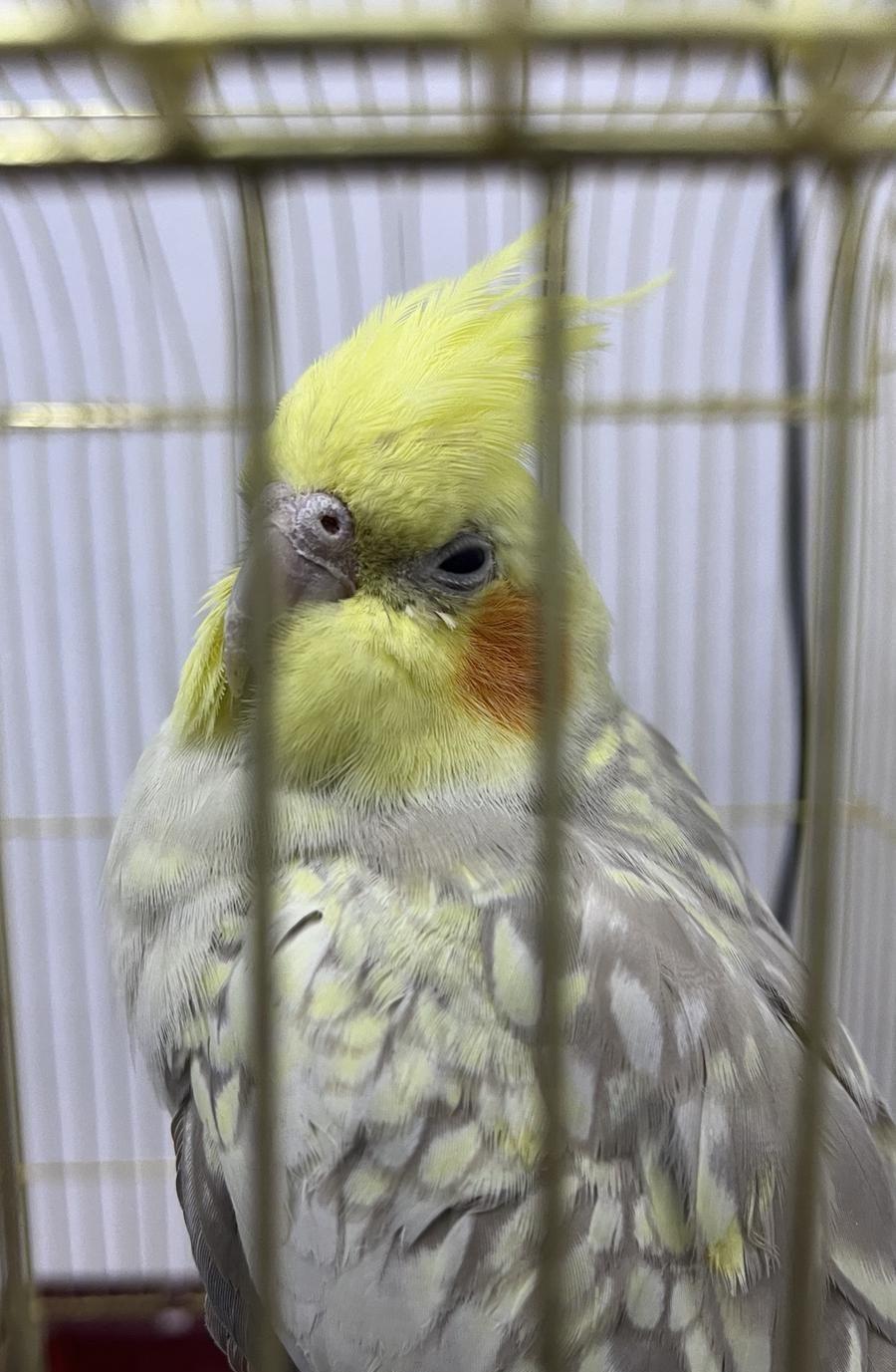 طير كروان للبيع