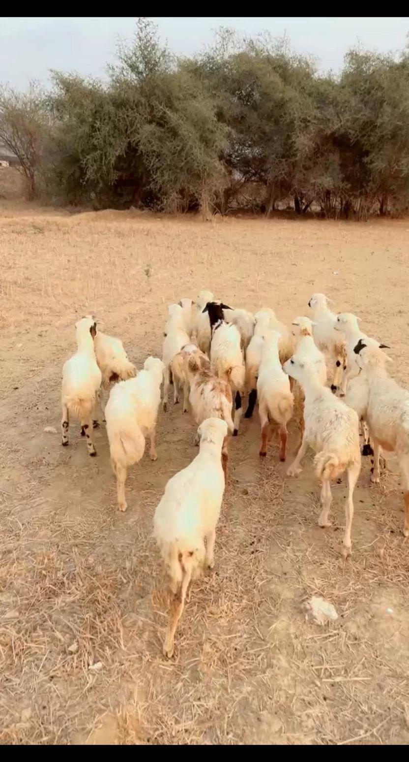 رخال تربية محايل
