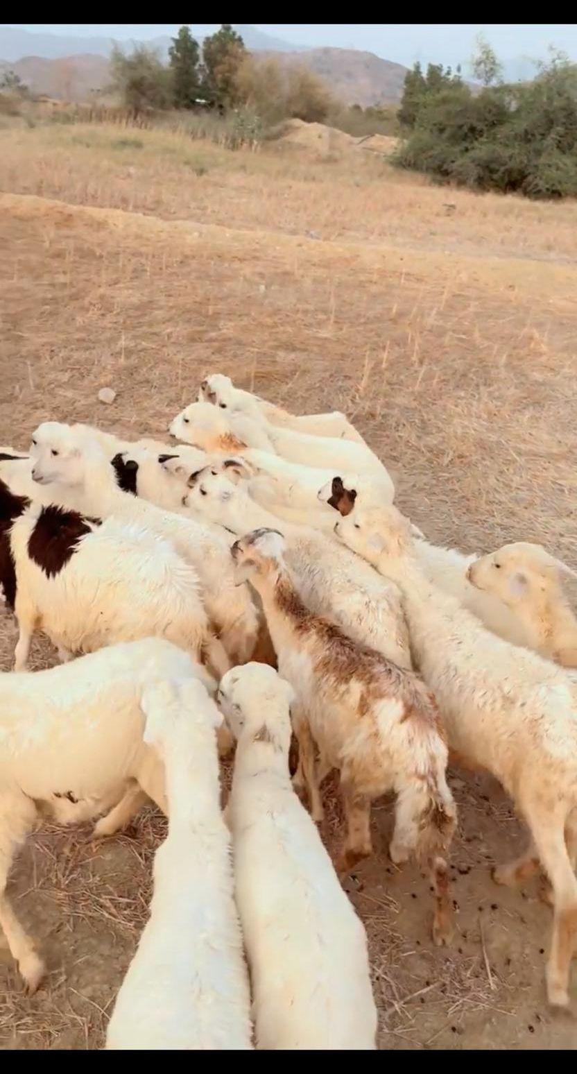 رخال تربية محايل
