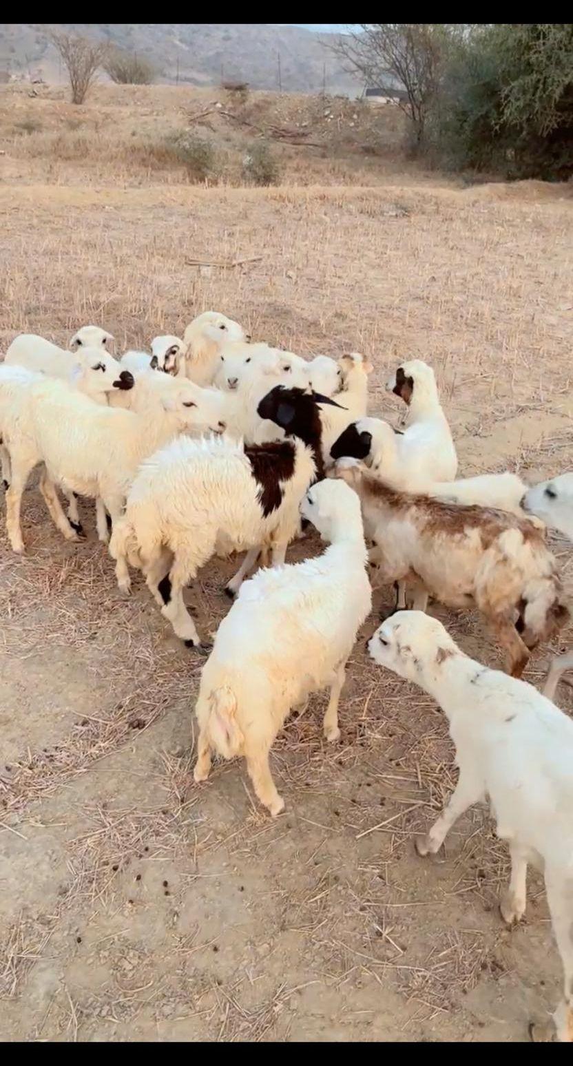 رخال تربية محايل