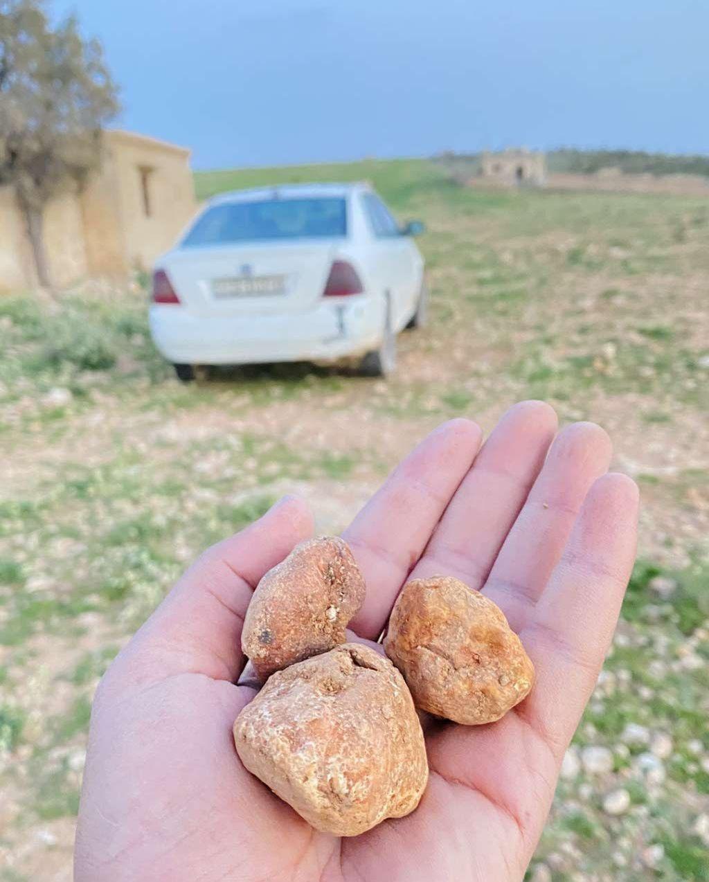 2001, تويوتا, كورولا,