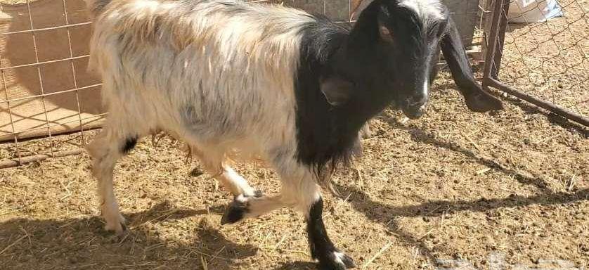 عنز طيبة