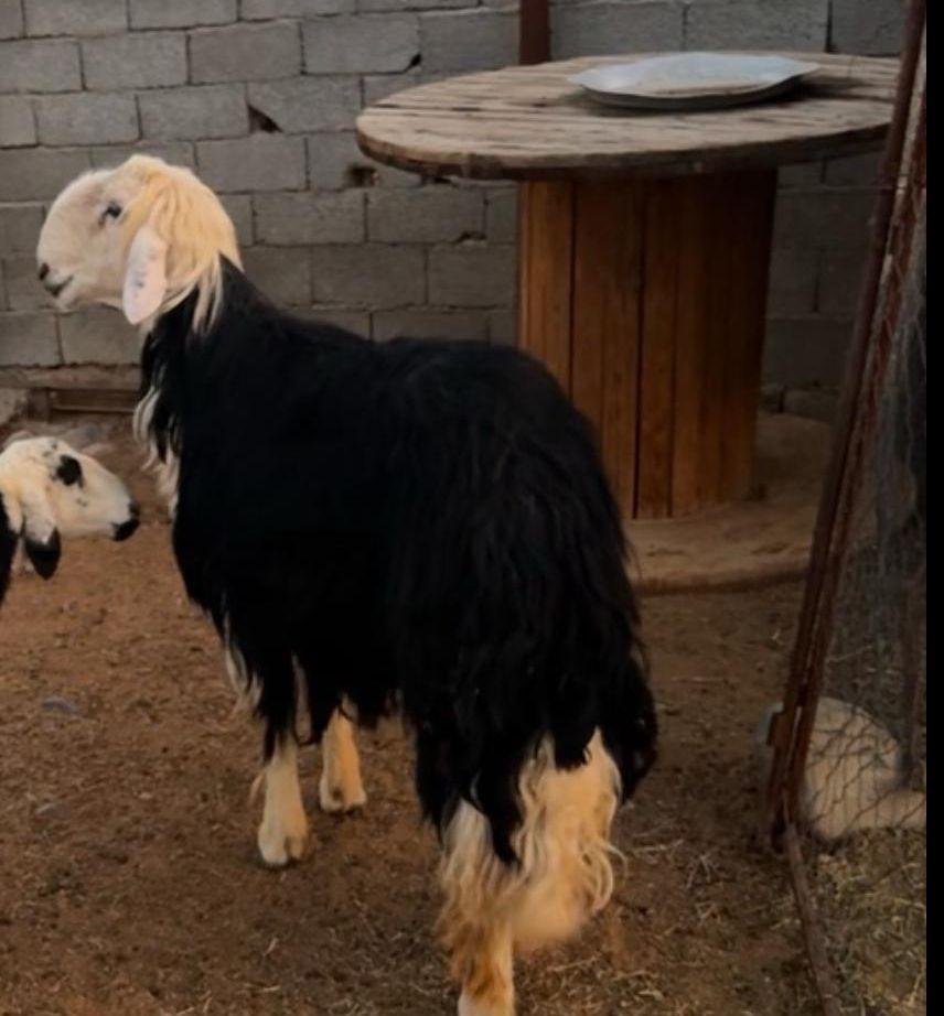 طلي نجدي صنف