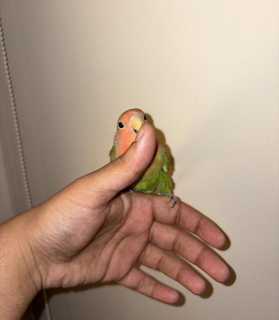 جوز روز اليف