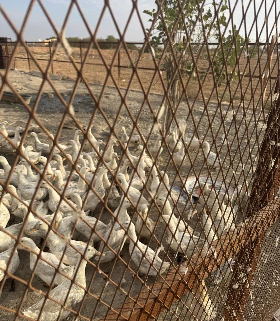 بط بكيني