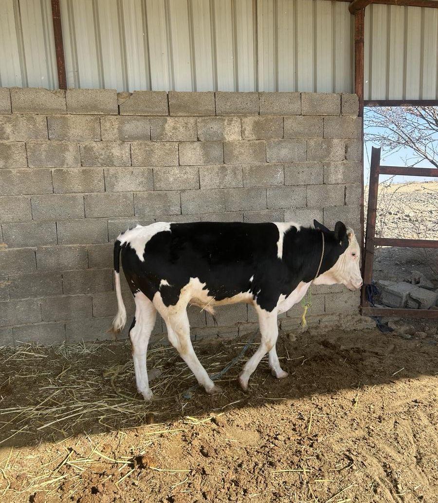 بقر