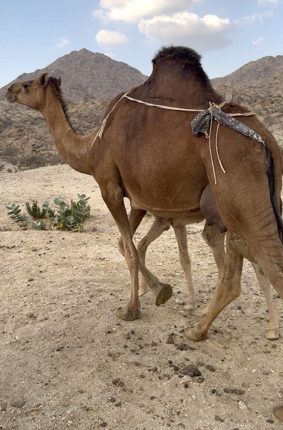 خلفه منوة القناى