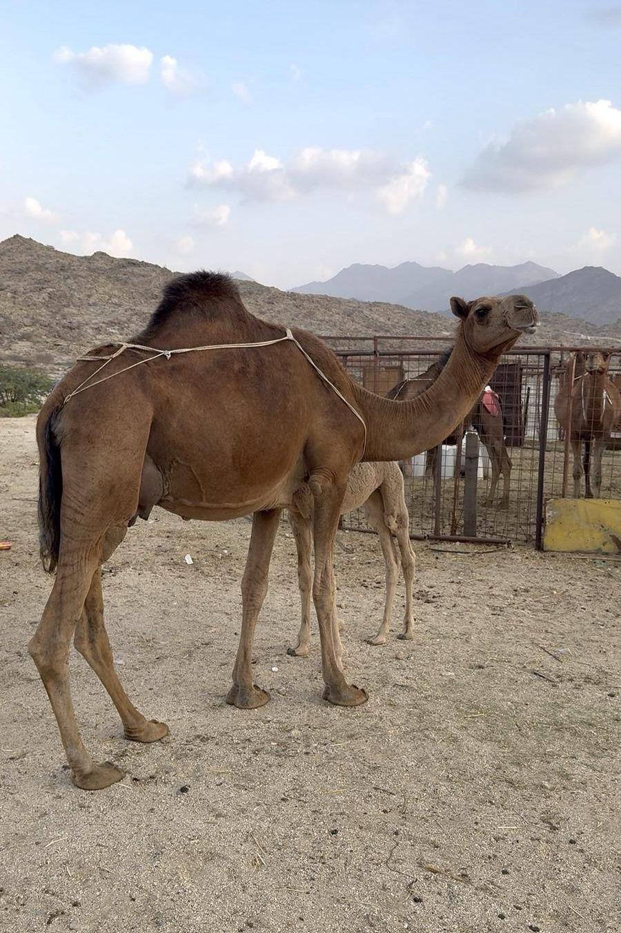 خلفه منوة القناى