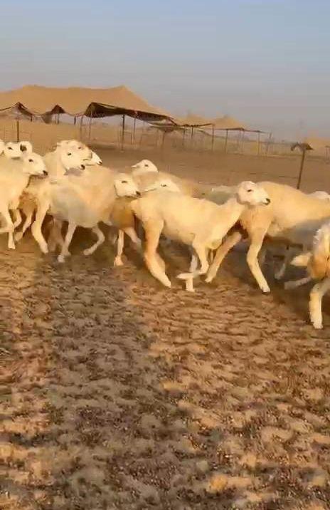 غنم حريات حرش