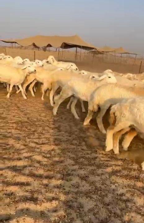 غنم حريات حرش