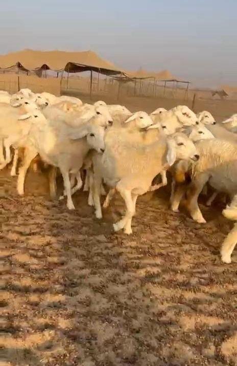 غنم حريات حرش