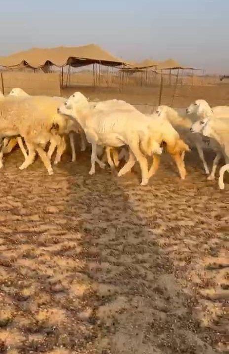 غنم حريات حرش