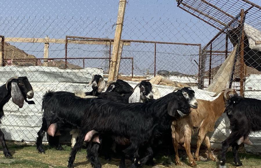 يامدورين الحليب معزا