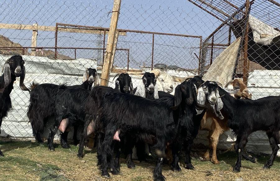 يامدورين الحليب معزا