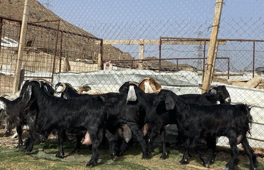 يامدورين الحليب معزا