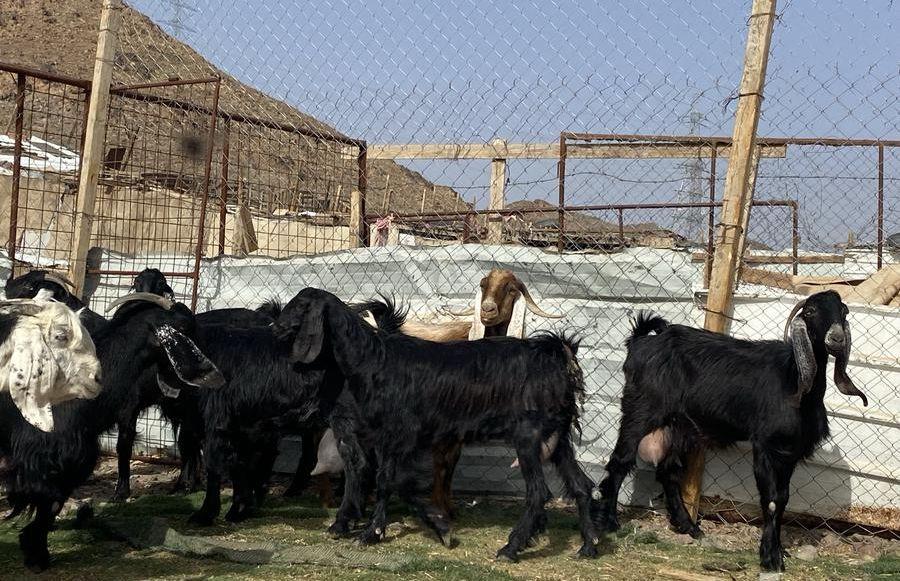 يامدورين الحليب معزا