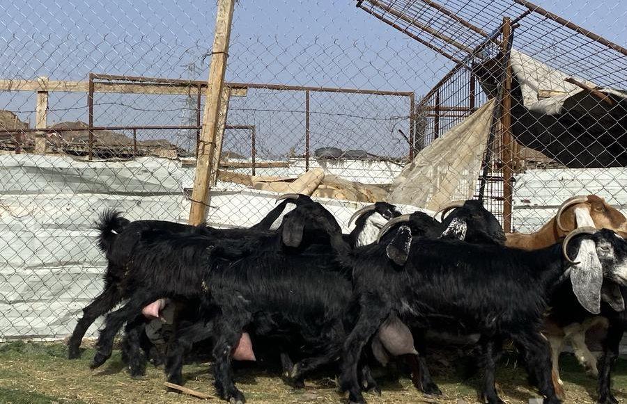 يامدورين الحليب معزا