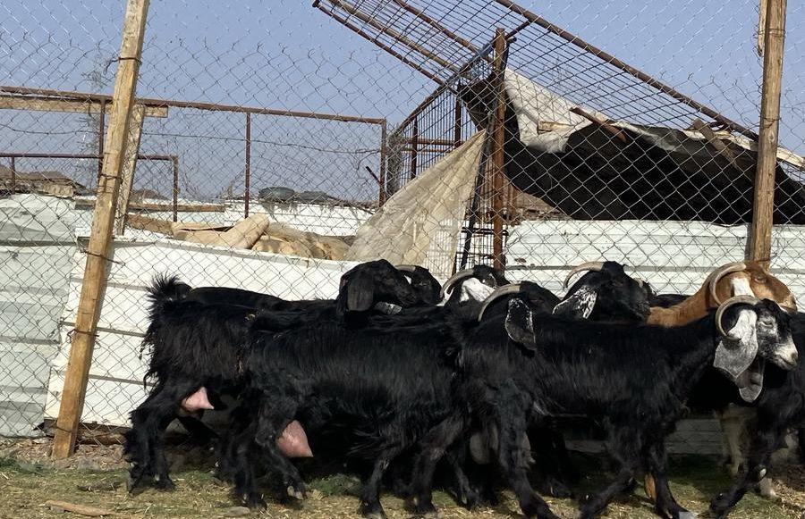 يامدورين الحليب معزا