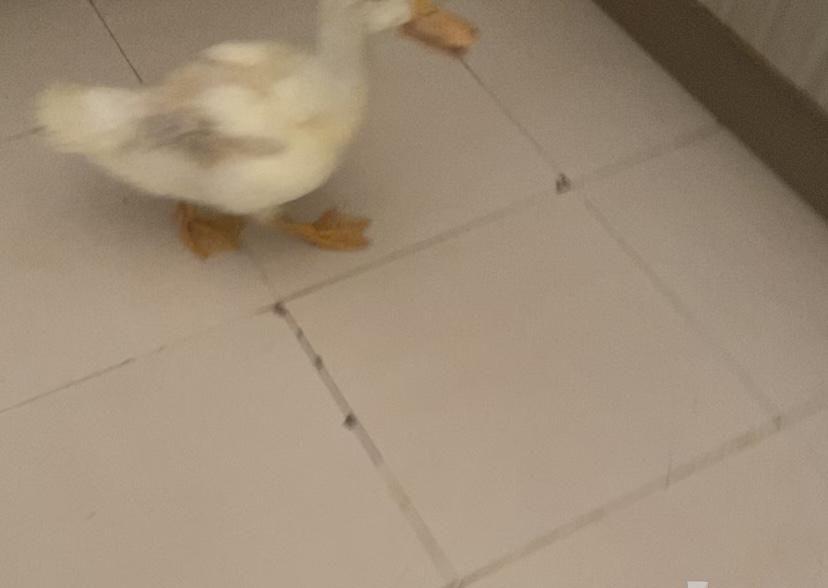 بطة